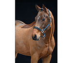 Headcollar Essential II