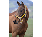 Headcollar Essential II
