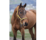 Headcollar Essential II
