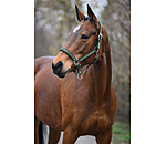 Headcollar Essential II