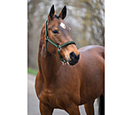 Headcollar Essential II
