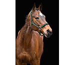 Headcollar Essential II