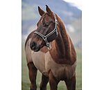 Headcollar Essential II