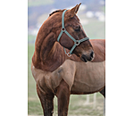 Headcollar Twinkle Moments