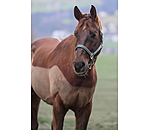 Headcollar Twinkle Moments