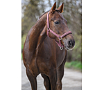 Headcollar Twinkle