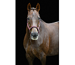 Headcollar Twinkle