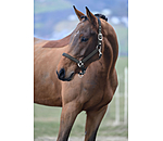 Headcollar Twinkle Moments