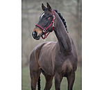Headcollar Twinkle Moments