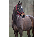 Headcollar Twinkle Moments