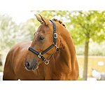 Headcollar Twotone & Crystal