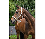 Headcollar Signature III