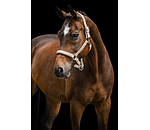 Headcollar Signature III