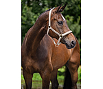 Headcollar Signature III