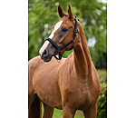 Headcollar Signature III