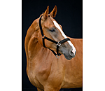 Headcollar Signature III