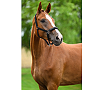 Headcollar Signature III