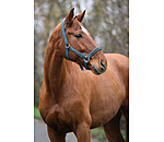 Headcollar Glitter Stone