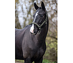 Headcollar Glitter Stone