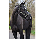 Headcollar Glitter Stone