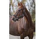 Headcollar Glitter Stone