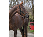 Headcollar Glitter Stone
