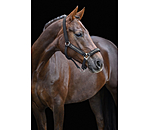 Headcollar Glitter Stone