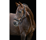 Headcollar Glitter Stone