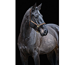 Headcollar Glimmering