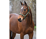 Headcollar Glimmering