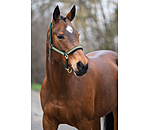 Headcollar Glimmering