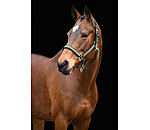 Headcollar Glimmering