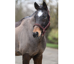 Headcollar Glimmering