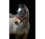 Headcollar Glimmering