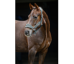 Headcollar Velvet