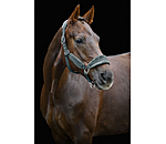 Headcollar Velvet