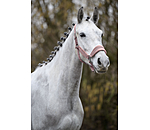 Headcollar Velvet