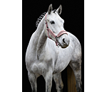 Headcollar Velvet