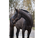 Headcollar Velvet