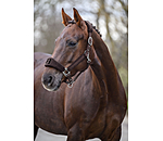 Teddy Headcollar