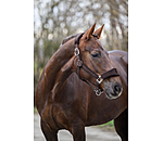 Teddy Headcollar