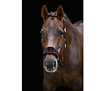 Teddy Headcollar