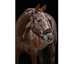 Teddy Headcollar