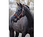 Teddy Headcollar