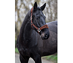 Teddy Headcollar