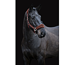 Teddy Headcollar