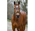 Teddy Headcollar