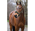 Teddy Headcollar