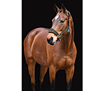 Teddy Headcollar