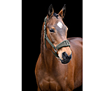 Teddy Headcollar